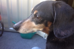 senior dachshund