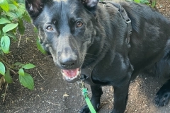 german shepard