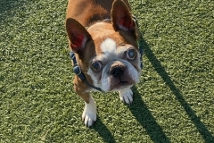 boston terrier