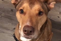 labrador retriever mix breed dog