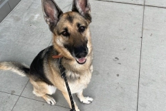 german shepard