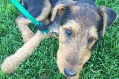 airedale terrier