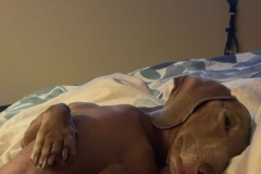 dog sleeping on its back