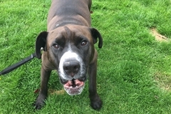 mix breed dog