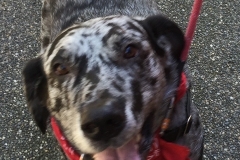 catahoula leopard dog