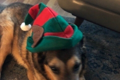 senior german shepard wearing a hat