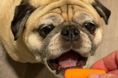 pug eating a carrot