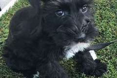 minature scottish  terrier