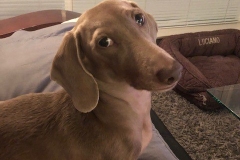 my dachshund