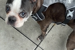 boston terrier