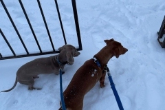 dogs walking in the snow