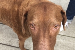 chesapeake bay retriever