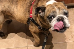 english bulldog