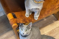 exotic cats