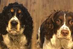 two english springer spaniels
