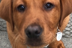 labrador retriever puppy
