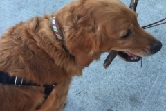 golden retriever