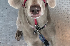 weimaraner
