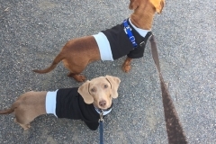 clothes for dogs