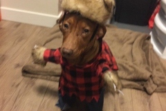 dog costume
