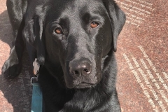 black labrador retriever