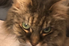 senior cat