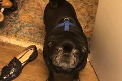 senior pug