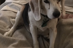 senior beagle