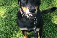 formoson mountain dog