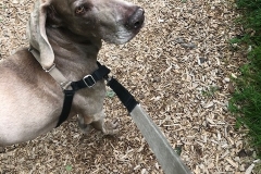 weimaraner