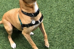 dog playing ball