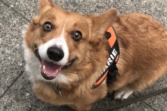 pembroke corgi
