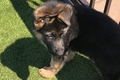german shepard puppy