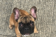 french bulldog puppy