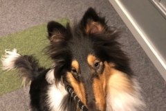 rough collie