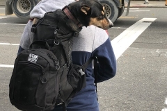 back pack dog carrier
