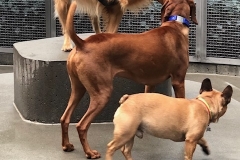 dogs playing at the dog park