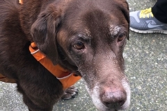senior labrador retriever