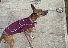 Kitsap sees a squirrel