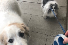 big and small dogs