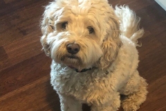 cockapoo