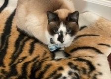 Snowshoe cat