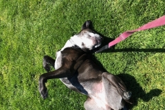 dog scratching herself in the grass