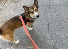 Corgi Husky mix