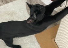Cat stretching