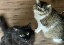 Two beautiful cats