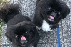 two pekingese