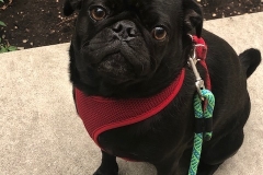 pug puppy