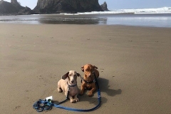 dogs at cannon beach