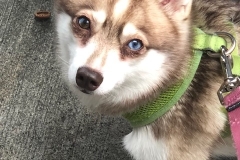 alaskan klee kai